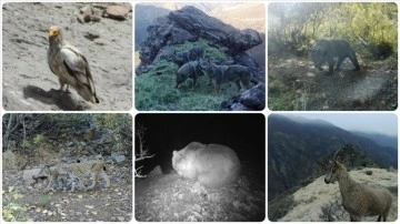 Munzur ve Pülümür dağlarındaki yaban hayatı fotokapanlarla görüntülendi