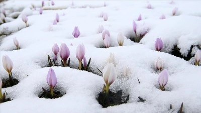 Muş Ovası'nda "baharın habercisi" &ccedil;iğdemler kar altında kaldı