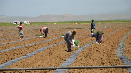 Muş Ovası'nda karpuz fideleri toprakla buluştu