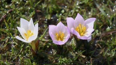 Muş Ovası'ndaki bazı araziler "baharın habercisi" &ccedil;iğdemlerle renklendi