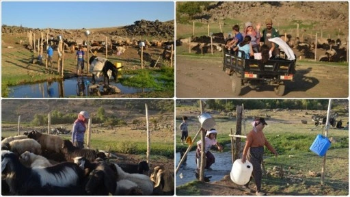 Muş'ta "berivanlar" üç tekerlekli motosikletlerle yaylaya çıkıyor