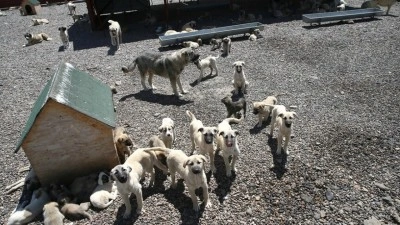 Muş'ta bir yılda 4 bin sahipsiz k&ouml;pek hayvan barınağında koruma altına alındı