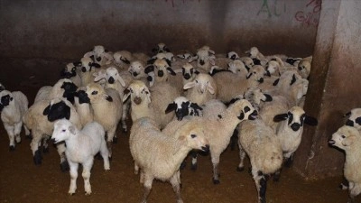 Muş'ta d&uuml;nyaya gelen kuzu ve oğlaklar besicilerin mesaisini artırdı