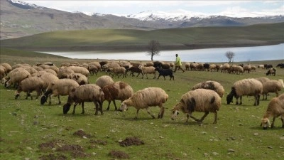 Muş'ta yeşeren meralar koyun s&uuml;r&uuml;leriyle renklendi