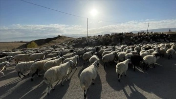 Muş'un yaylalarından yürüyerek Şanlıurfa'ya dönen göçerler yolu yarıladı