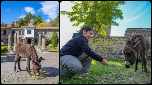 Müze bahçesinde koruma altına alınan sıpa "Midas" ziyaretçilerin sevgisini kazandı