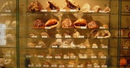 Müzede sergilenen deniz kabuğu 460 milyon yıllık çıktı