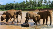 Myanmar'da fil sürüsü köye indi