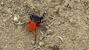 Nadir görülen "Eresus kollari" türü örümcek Elazığ'da görüntülendi
