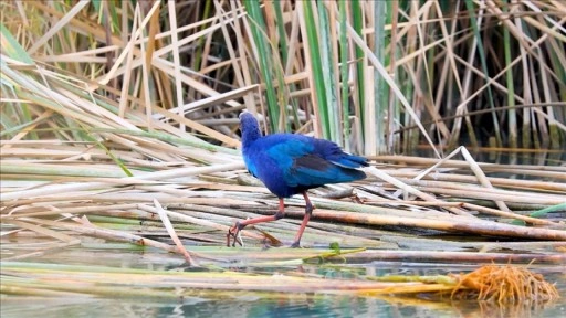 Nadir g&ouml;r&uuml;len saz horozları Mersin'deki G&ouml;ksu Deltası'nda kayda alındı