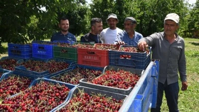 Napolyon kirazındaki verim &uuml;reticinin y&uuml;z&uuml;n&uuml; g&uuml;ld&uuml;r&uuml;yor