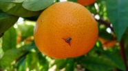 Narenciye ihracatına Akdeniz meyve sineği önlemi