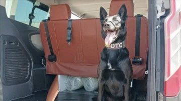 Narkotik köpeği "Çine" minibüsteki 17,5 kilogram skunkun yerini tespit etti