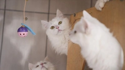 Nesli risk altındaki Ankara kedileri kendilerine &ouml;zel kedi evinde korunuyor