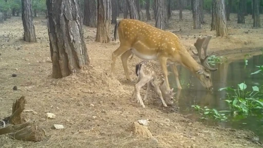 Nesli tehdit altındaki alageyik ve yavruları, su içerken fotokapanla görüntülendi