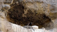 Nesli tehlike altındaki küçük akbabalar Sarıkamış&#039;ta da ürüyor