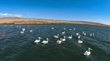 Nesli tehlike altındaki tepeli pelikanlar Aktaş'ta üreyip Çıldır'da besleniyor