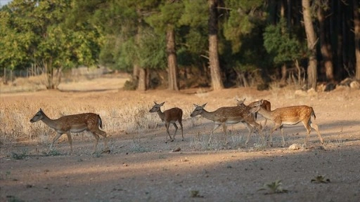 Nesli tükenme tehlikesi altındaki alageyikler bu yıl 11 yavru dünyaya getirdi