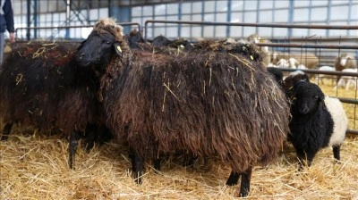 Nesli t&uuml;kenme tehlikesi altındaki koyun ırkı Konya'daki enstit&uuml;de korunuyor