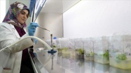 Nesli tükenmekte olan bitkiler laboratuvarda yetiştiriliyor