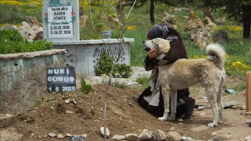 Nevşehir'de "Garip" adlı köpek, sahibinin mezarının başından ayrılmıyor