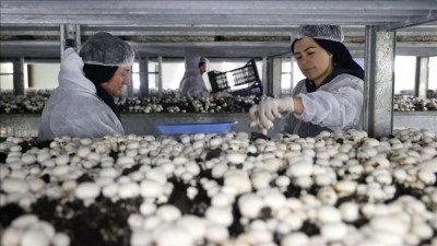 Nevşehir'de girişimci devlet desteğiyle kurduğu tesiste g&uuml;nde 2 ton mantar &uuml;retiyor