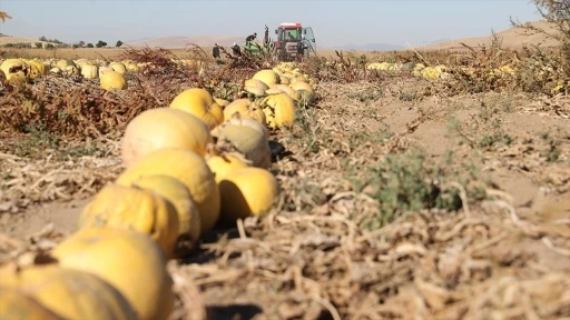 Nevşehir'in tescilli kabak çekirdeğinde ekim alanı ve ihracat arttı