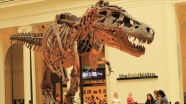 New York'ta 67 milyon yıllık dinozor iskeleti 27,5 milyon dolara satıldı