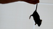 New York'ta farelerle 32 milyon dolarlık mücadele