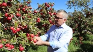 Niğde&#039;de elma üretimi 5 yılda yüzde 25 arttı