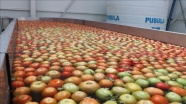 Niğde'den Suudi Arabistan'a domates ihracatı