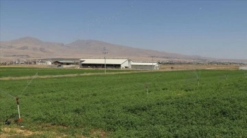 Niğde Ömer Halisdemir Üniversitesi 950 dönüm atıl araziyi üretime kazandırdı