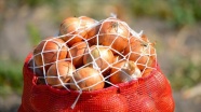 'Nisan sonunda soğan fiyatının 1-1,5 lira olması bekleniyor'