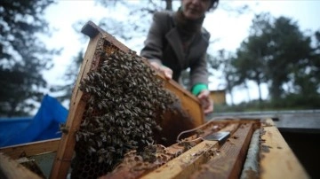 Normalin üzerinde seyreden hava sıcaklıkları arı popülasyonunda kayıplara neden olabilir
