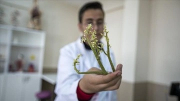 Öğrencilerin 'ışkın'ın akciğere faydalarıyla ilgili projesi TÜBİTAK'tan ödül getirdi