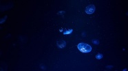 Okyanusun derinliklerinde yeni türler keşfedildi