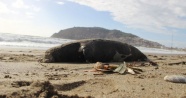 Ölü Akdeniz foku sahile vurdu