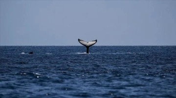 Omurgası kırık kambur balina Moon, kurbağalama stiliyle 5 bin kilometre yüzdü