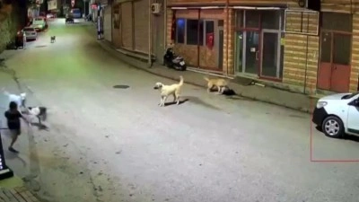 Ordu'da &ccedil;ocuğun sahipsiz k&ouml;peklerin saldırısına uğraması kameraya yansıdı
