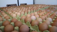Ordu'da hedef yılda 16 milyon organik yumurta