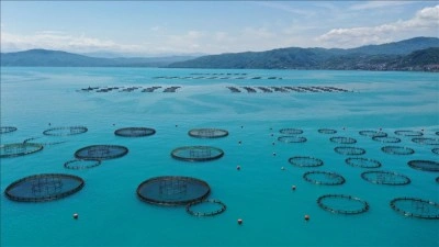 Ordu'da kafes balık&ccedil;ılığı tesislerinde 2025'te 6 bin ton &uuml;retim ger&ccedil;ekleşti