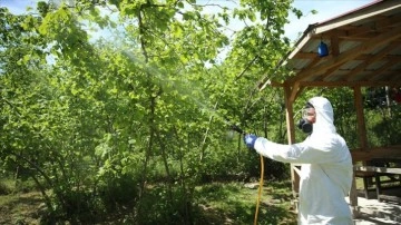Ordu'da kahverengi kokarca zararlısına karşı fındık bahçeleri ilaçlanıyor