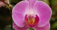 Orkideler yok olma tehlikesi altında