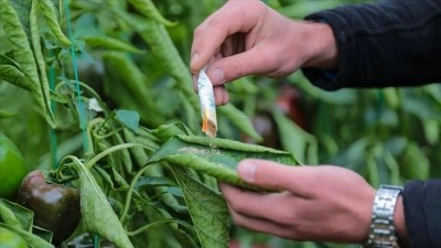 Orman zararlılarıyla m&uuml;cadelede ge&ccedil;en yıl 1 milyondan fazla faydalı organizma &uuml;retildi