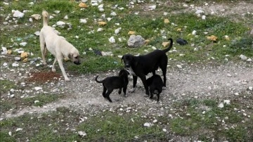 Ormana bırakılan köpekler yaban hayatı tehdit ediyor