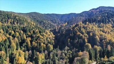 Ormanların bakımı ve gen&ccedil;leştirilmesine ge&ccedil;en yıl 2,3 milyar lira harcandı