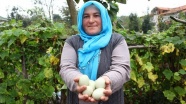 Örnek girişimci kadının hayalini 'yeşil yumurta' tesisi süslüyor