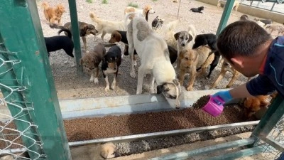 Osmaniye'de 50 dekarlık doğal yaşam alanı sahipsiz hayvanlara yuva oluyor