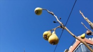 Osmaniye&#039;de armut ağacı kışın meyve verdi