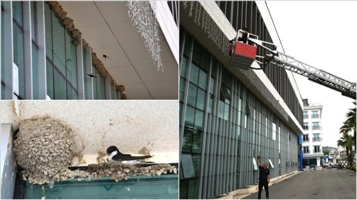 Osmaniye'de belediye binasına yuva yapan kırlangıçların güvenliği itfaiyeye emanet